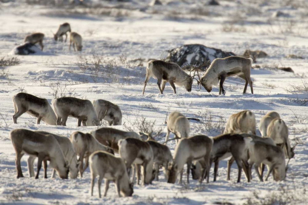 Canada, Manitoba, Two male caribou butting heads